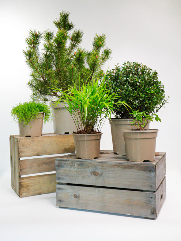 Soto Green - Sunny - 5/Set